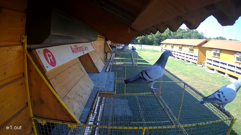 Pigeon Arrival Image For Race Race 2
