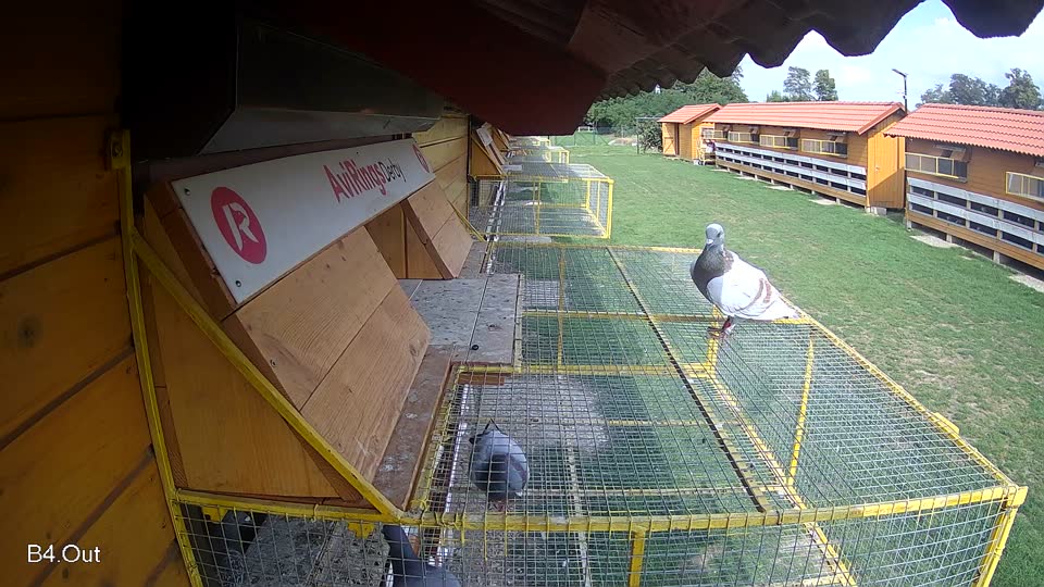 Pigeon Arrival Image For Race Race 6