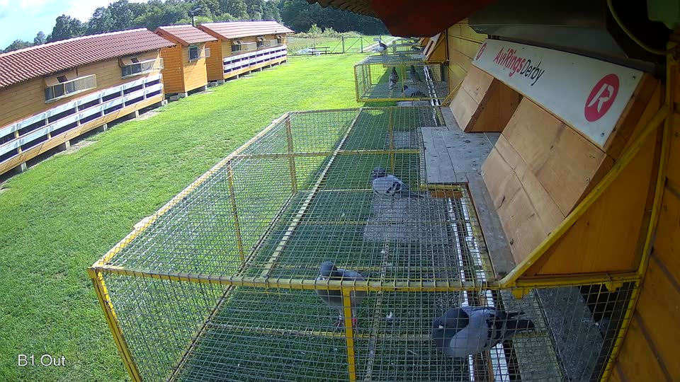 Pigeon Arrival Image For Race Final race 2