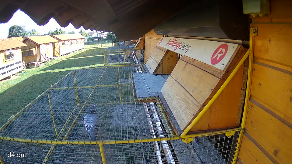 Pigeon Arrival Image For Race Race 5
