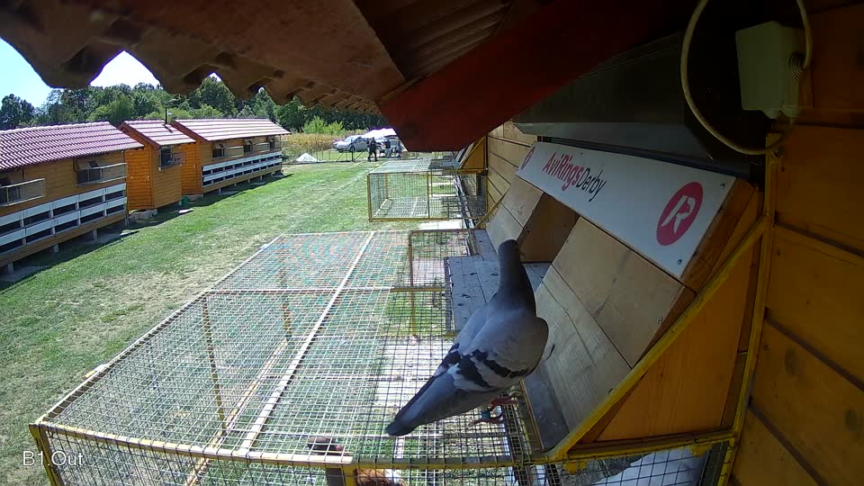 Pigeon Arrival Image For Race Race 5