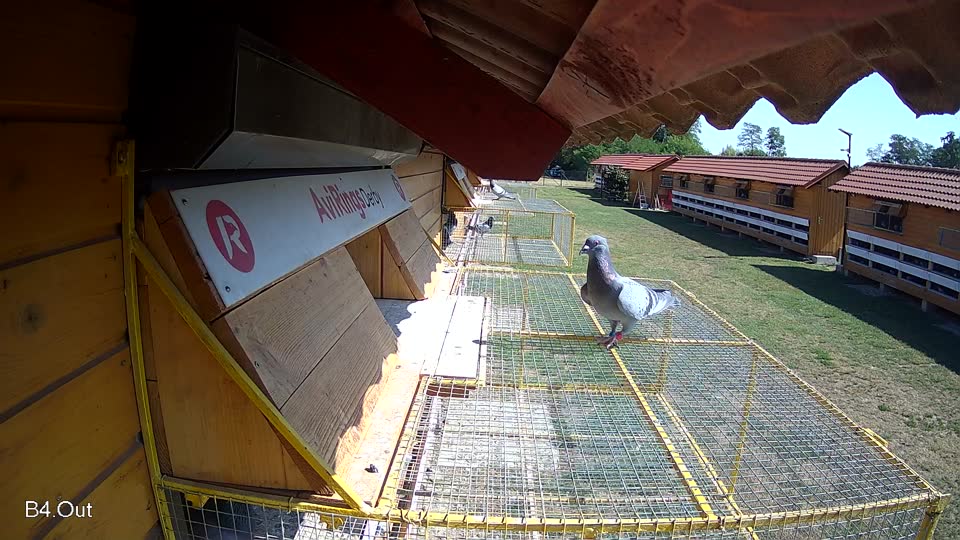 Pigeon Arrival Image For Race Race 2
