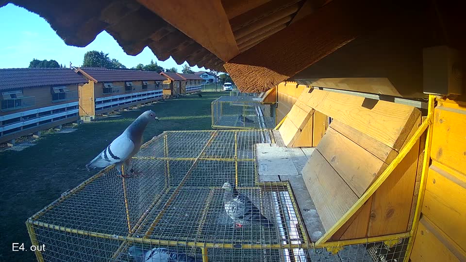 Pigeon Arrival Image For Race Race 5