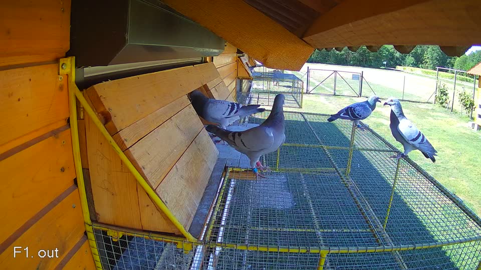 Pigeon Arrival Image For Race Race 3