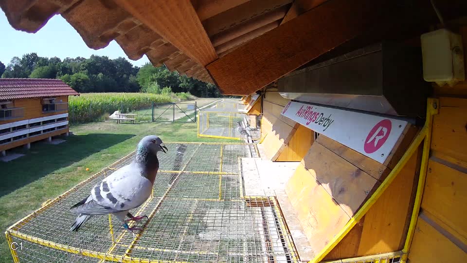 Pigeon Arrival Image For Race Race 1