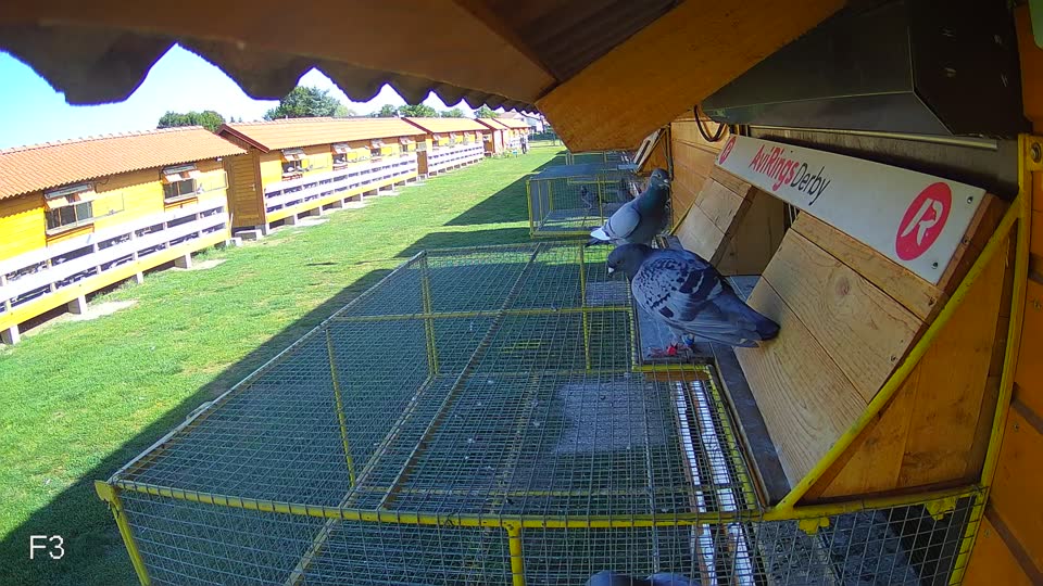 Pigeon Arrival Image For Race Race 5