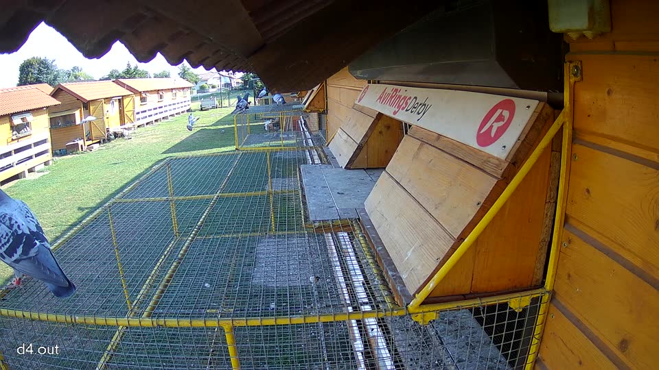 Pigeon Arrival Image For Race Race 1