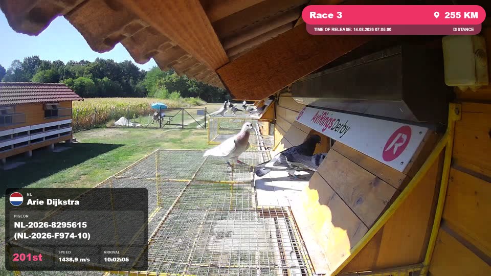 Pigeon Arrival Image For Race Race 3