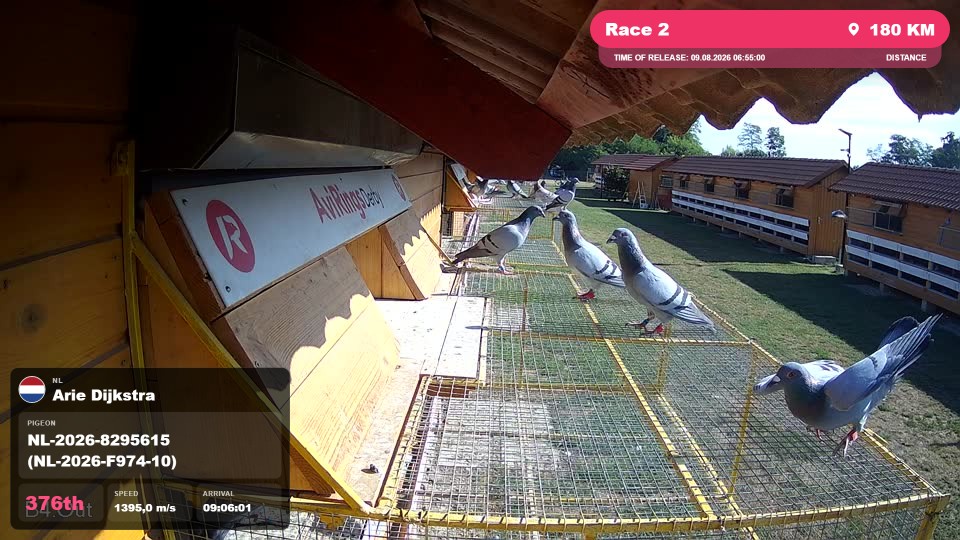 Pigeon Arrival Image For Race Race 2