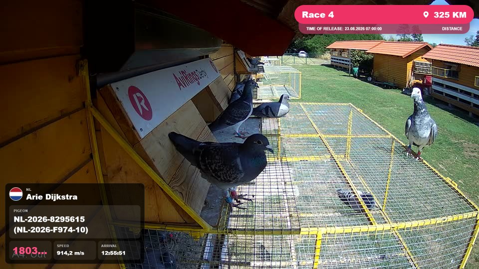 Pigeon Arrival Image For Race Race 4
