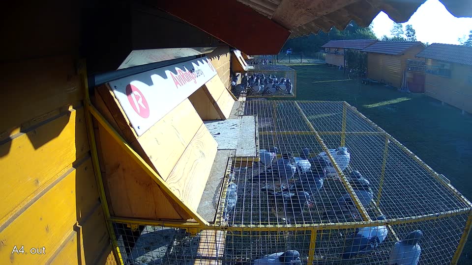 Pigeon Arrival Image For Race Race 1