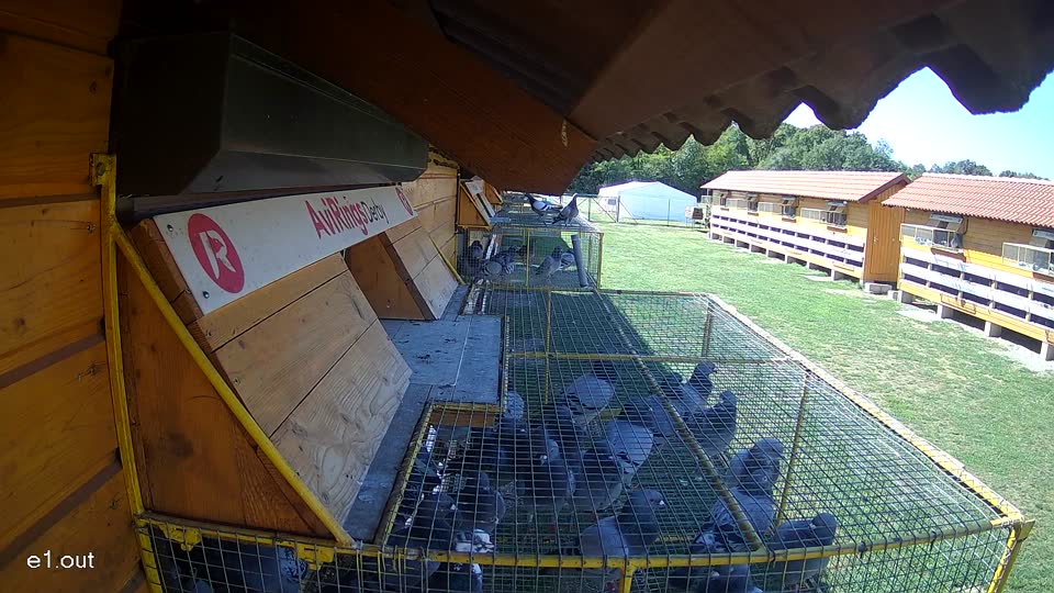 Pigeon Arrival Image For Race Final Race 1/3