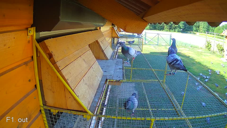 Pigeon Arrival Image For Race Race 2