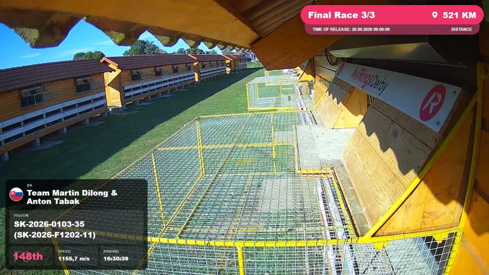 Pigeon Arrival Image For Race Final Race 3/3