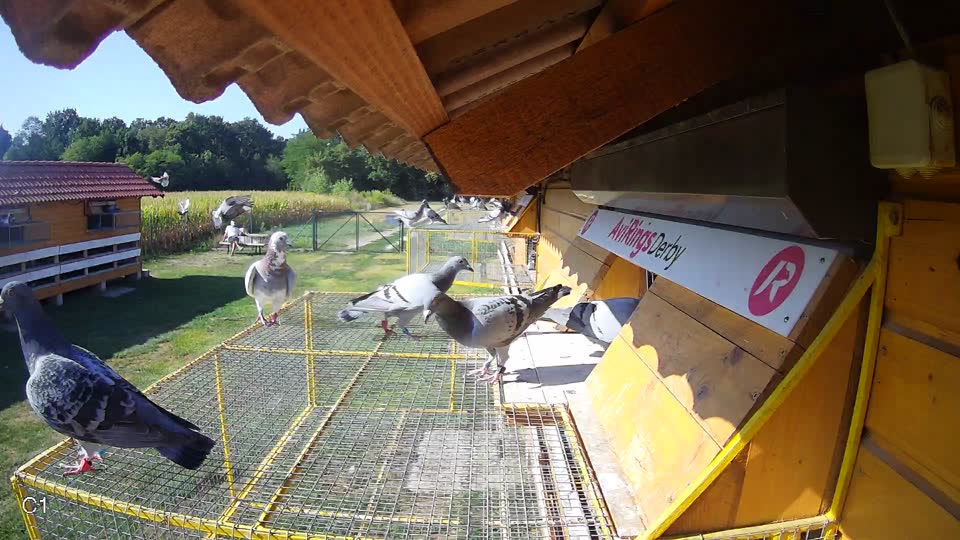 Pigeon Arrival Image For Race Race 2