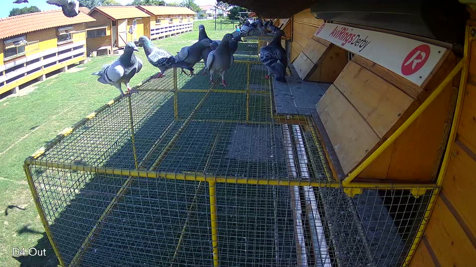 Pigeon Arrival Image For Race Race 2