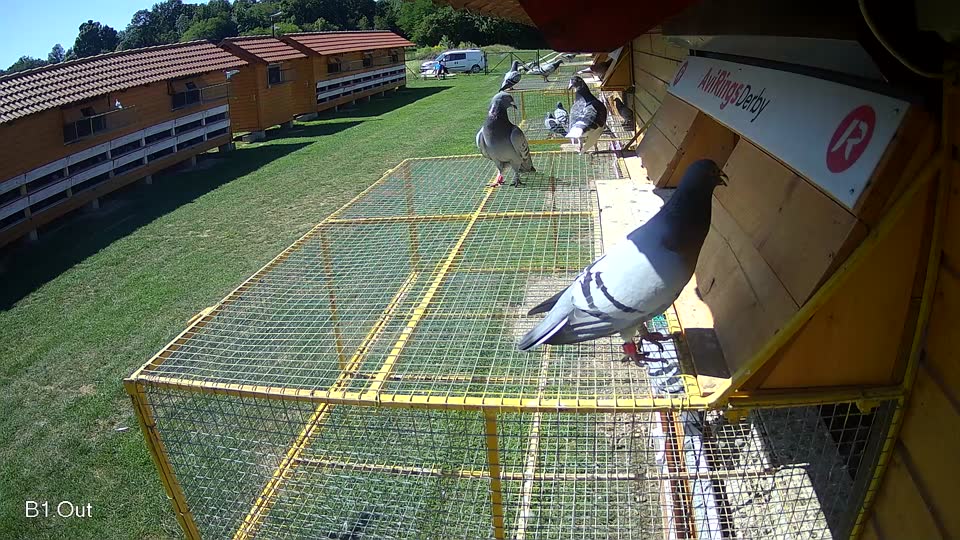 Pigeon Arrival Image For Race Race 2