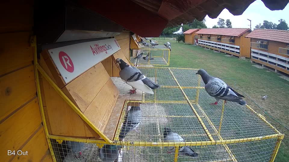 Pigeon Arrival Image For Race Race 3