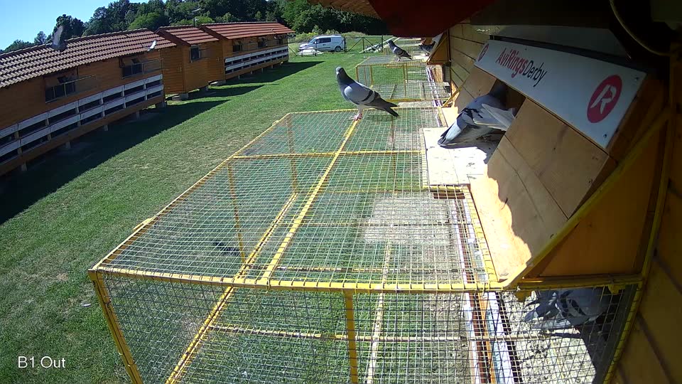 Pigeon Arrival Image For Race Race 2