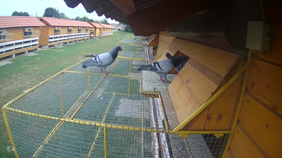 Pigeon Arrival Image For Race Race 3