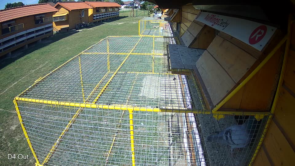 Pigeon Arrival Image For Race Race 5