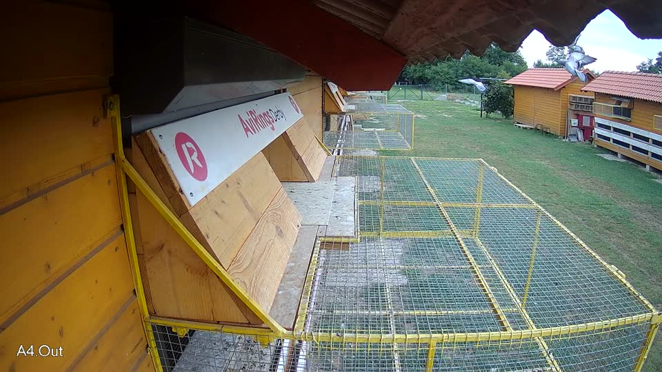 Pigeon Arrival Image For Race Race 3
