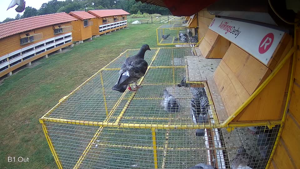 Pigeon Arrival Image For Race Race 4