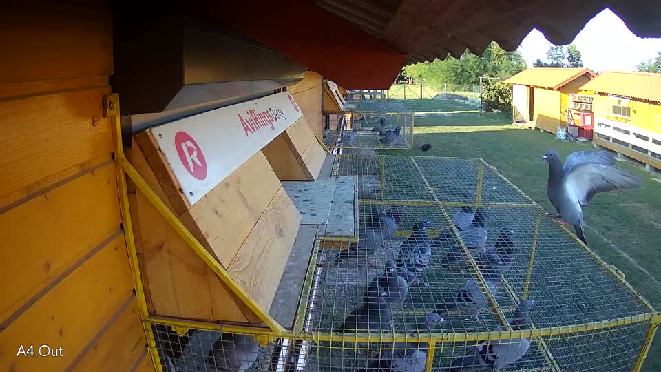 Pigeon Arrival Image For Race Race 5