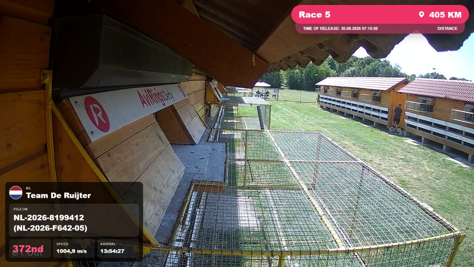Pigeon Arrival Image For Race Race 5