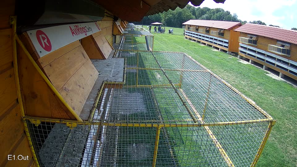 Pigeon Arrival Image For Race Race 6