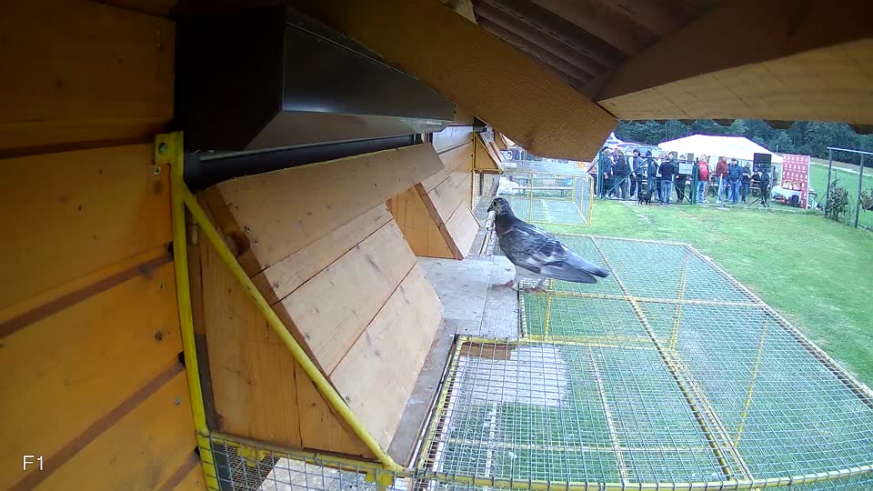 Pigeon Arrival Image For Race Final race 3