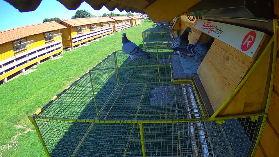 Pigeon Arrival Image For Race Race 2