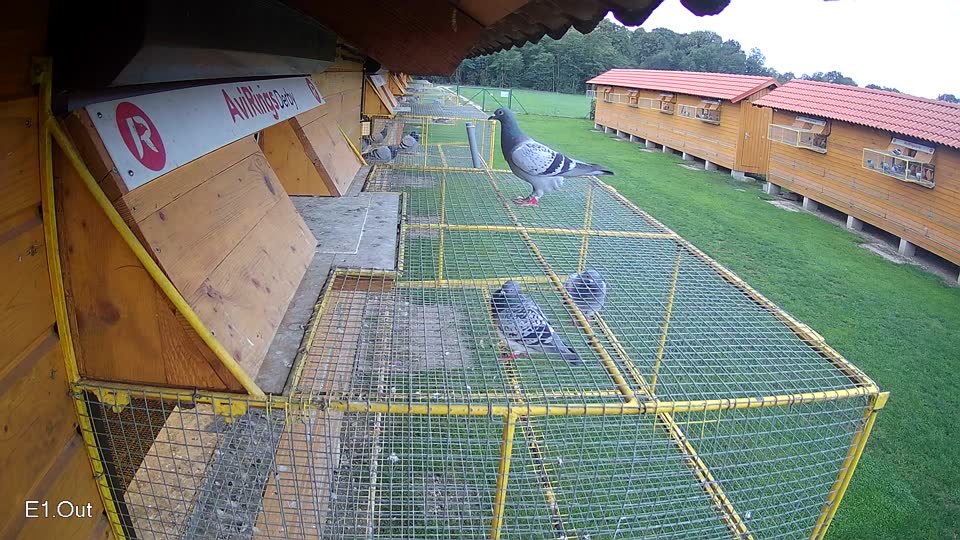 Pigeon Arrival Image For Race Final race 2