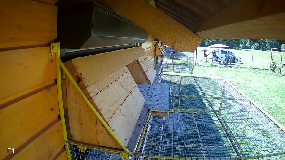 Pigeon Arrival Image For Race Race 5