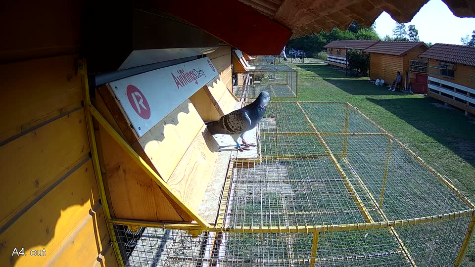 Pigeon Arrival Image For Race Race 1