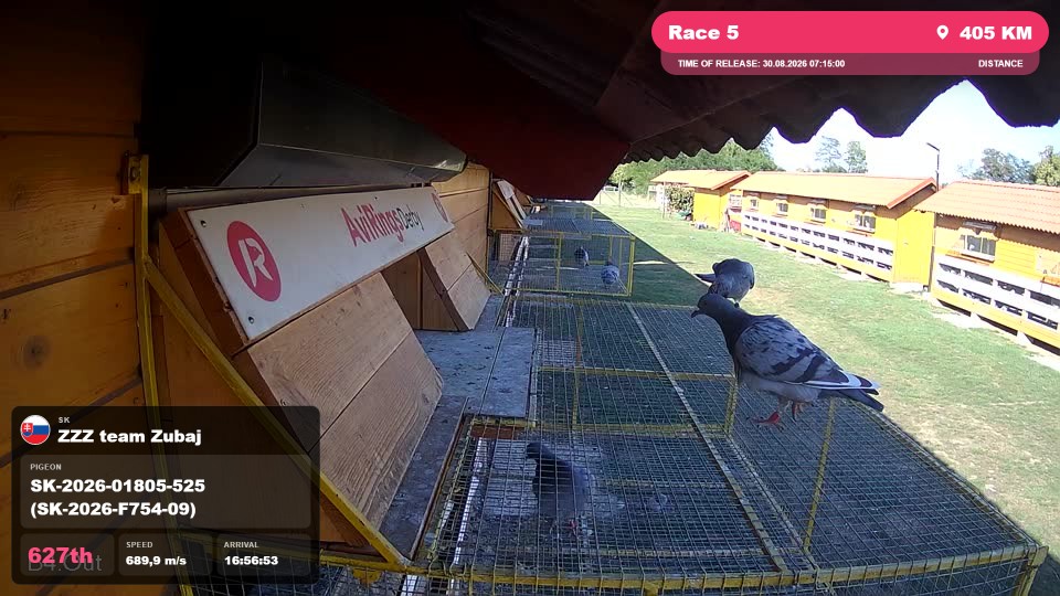 Pigeon Arrival Image For Race Race 5