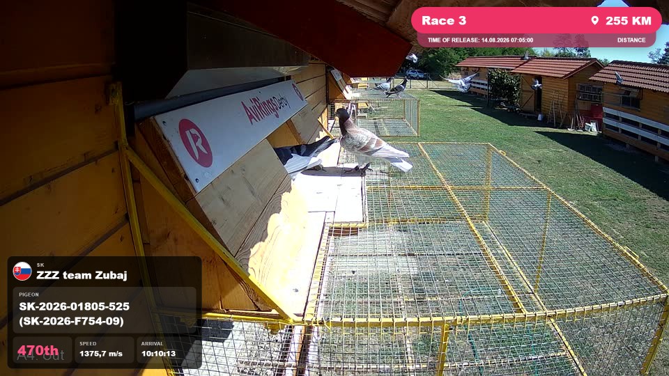 Pigeon Arrival Image For Race Race 3