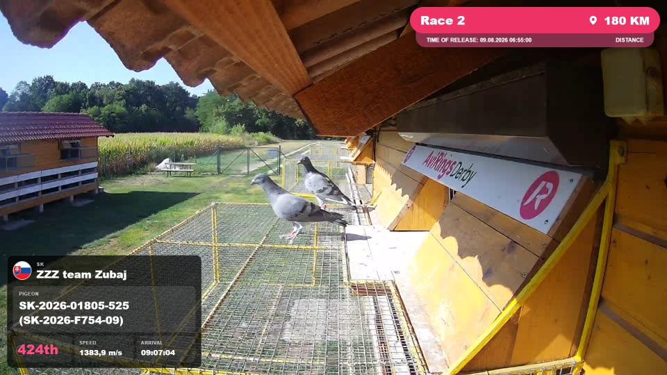 Pigeon Arrival Image For Race Race 2