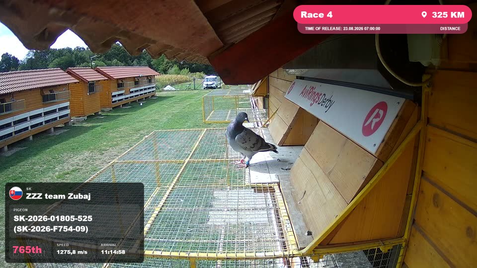 Pigeon Arrival Image For Race Race 4