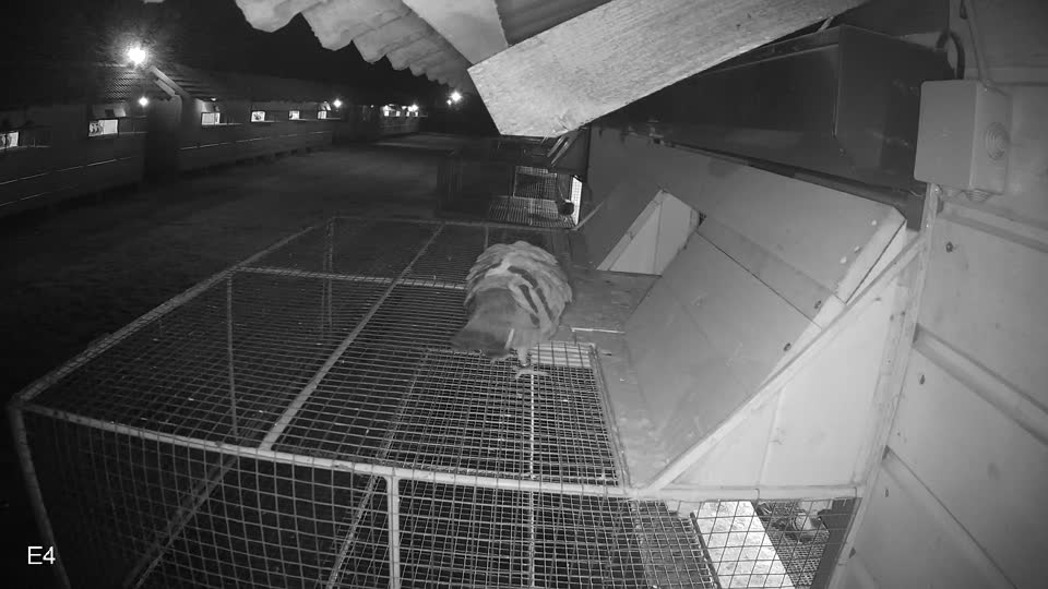 Pigeon Arrival Image For Race Race 6