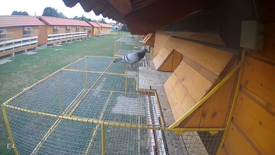 Pigeon Arrival Image For Race Race 4