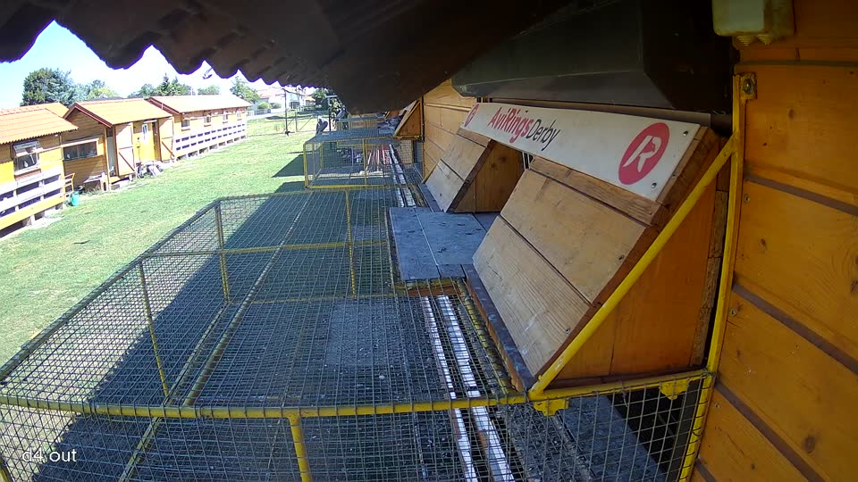 Pigeon Arrival Image For Race Race 3