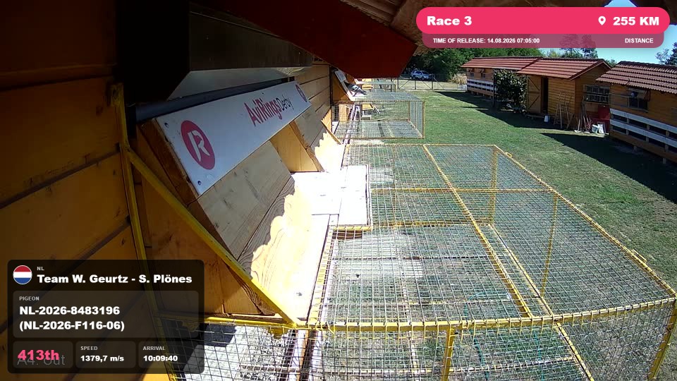 Pigeon Arrival Image For Race Race 3