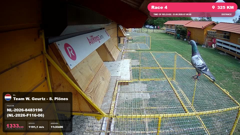 Pigeon Arrival Image For Race Race 4