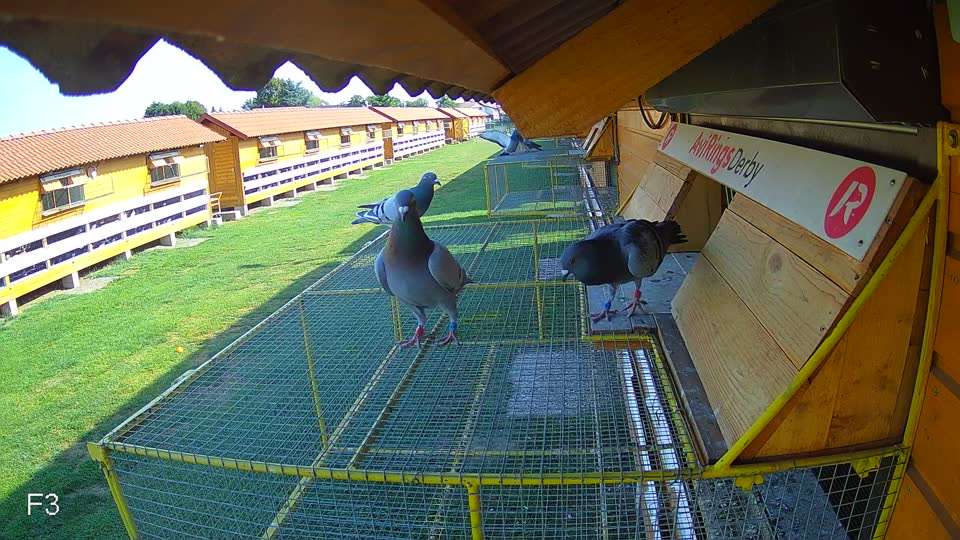 Pigeon Arrival Image For Race Race 1