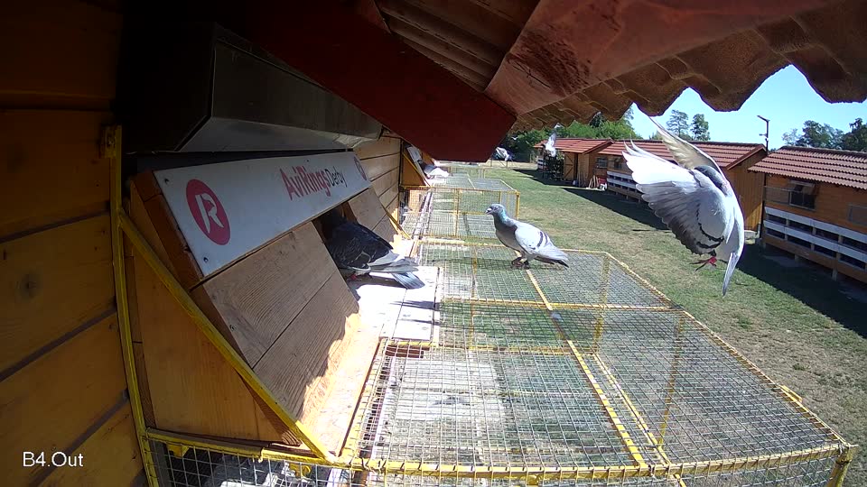 Pigeon Arrival Image For Race Race 3
