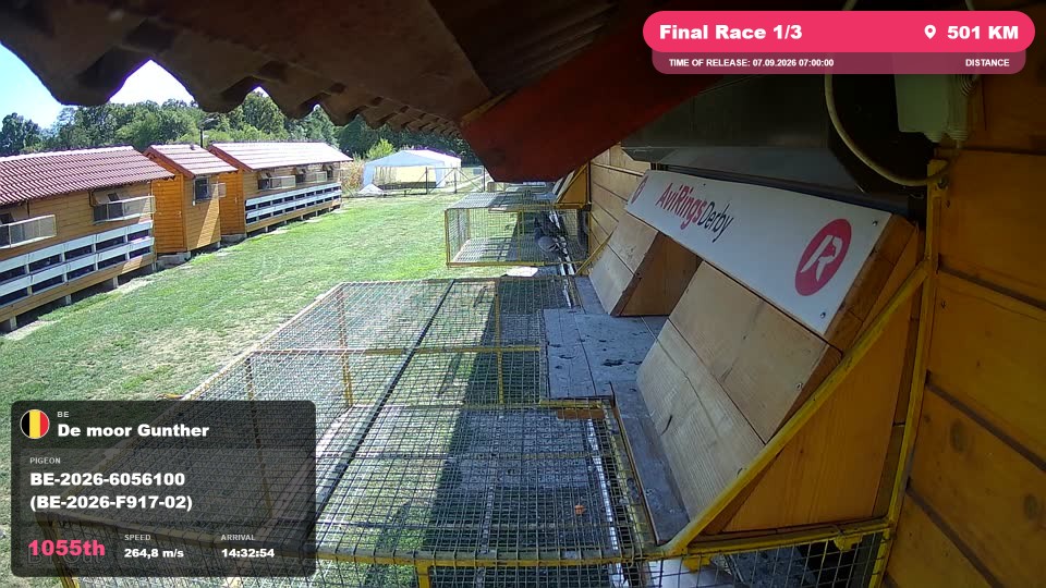 Pigeon Arrival Image For Race Final Race 1/3