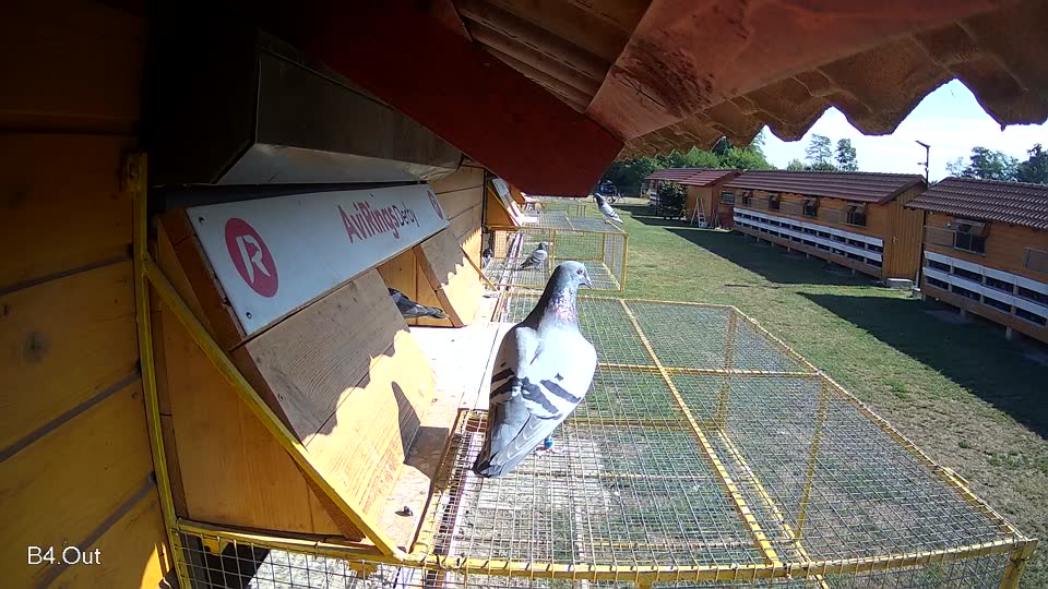 Pigeon Arrival Image For Race Race 2