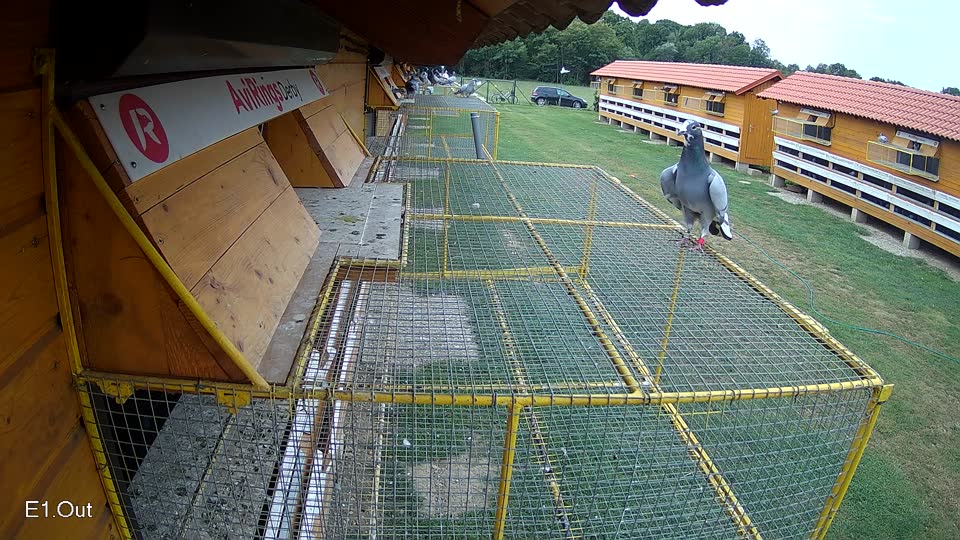 Pigeon Arrival Image For Race Race 3