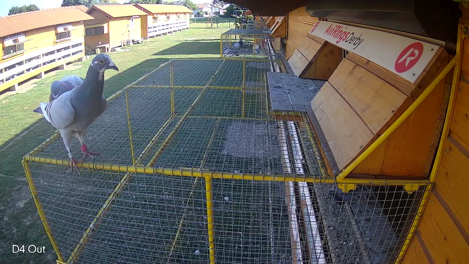 Pigeon Arrival Image For Race Race 5